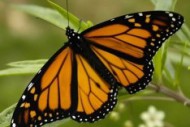 MOTYL
