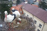 Piotrek obserwuje bociany