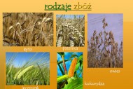 rośliny zbożowe