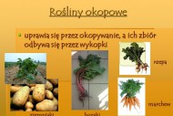 rośliny okopowe