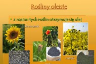 rośliny oleiste