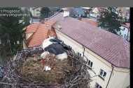 Piotrek systematycznie obserwuje bociany,  zauważył 3 bocianie jajka :)