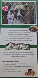 Kto może niech  pomoże!  Rusza zbiórka artykułów dla zwierząt z ostrowskiego schroniska! Do 25 października 2021 roku.