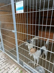 "OD PRZEDSZKOLAKÓW DLA OSTROWSKICH ZWIERZAKÓW"
