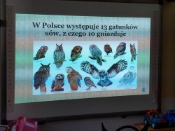 Warsztaty z sowami 
