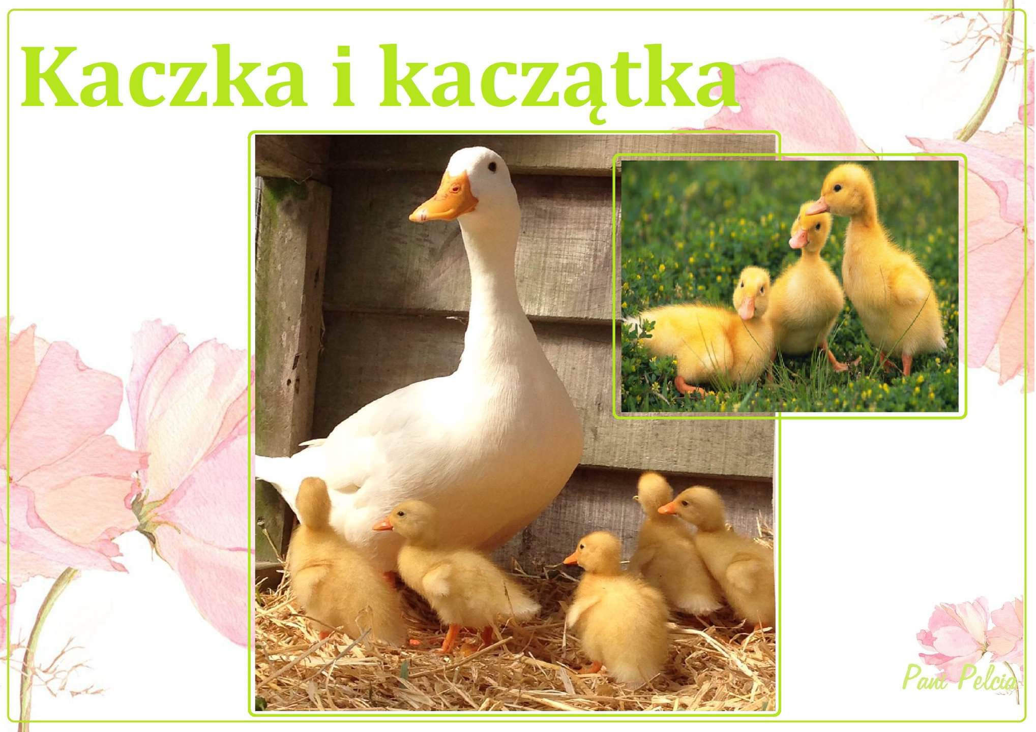 KACZ
