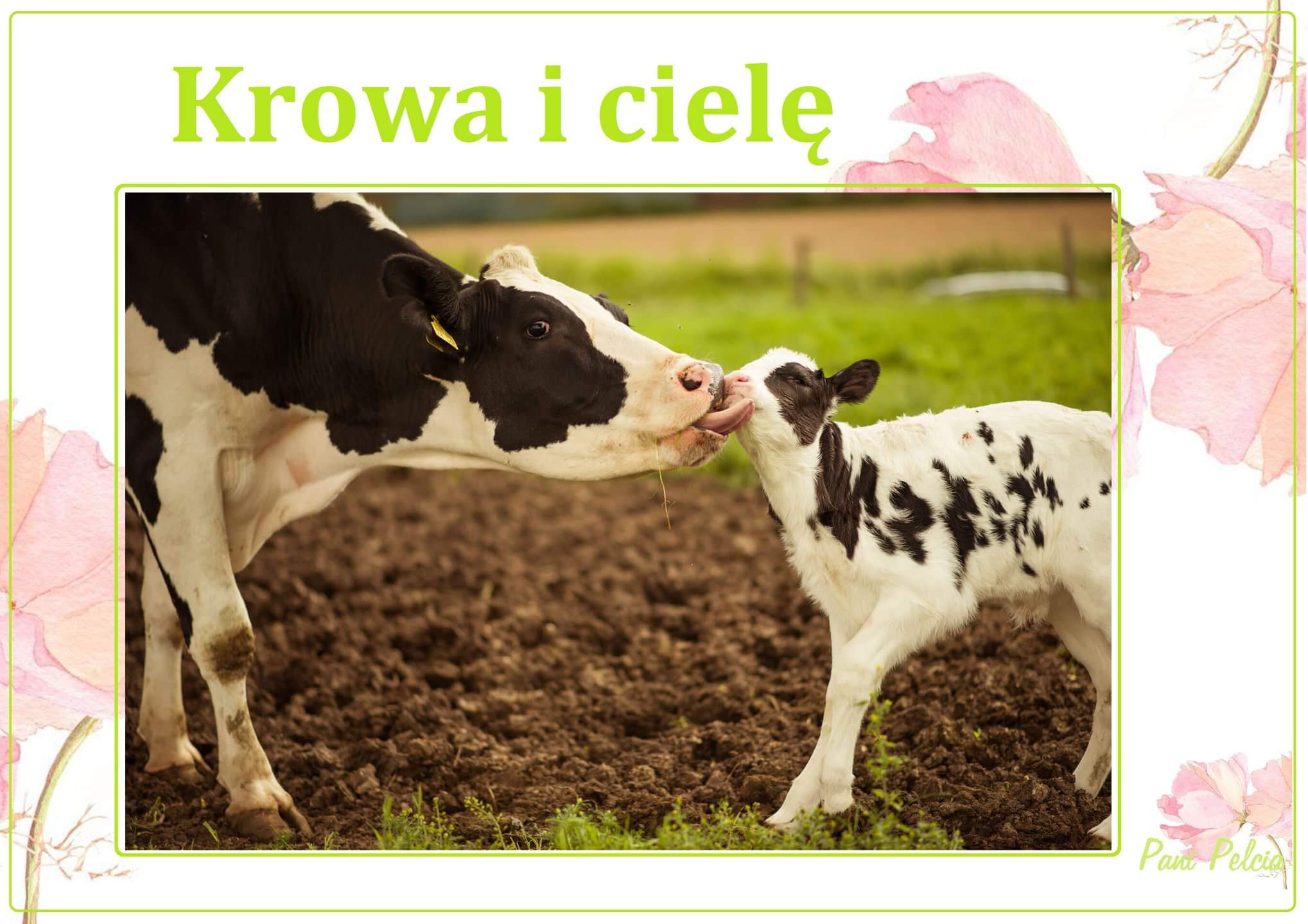 KR
